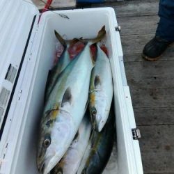 ファイヤードルフィン 釣果