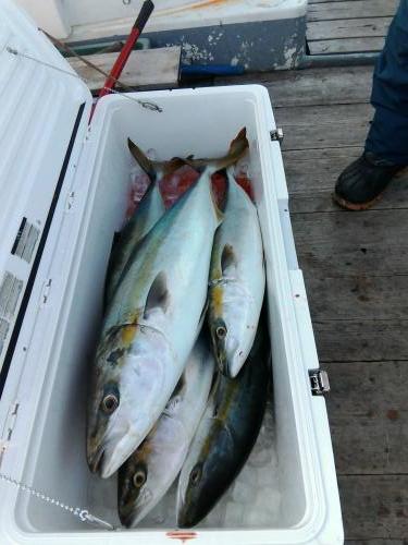 ファイヤードルフィン 釣果