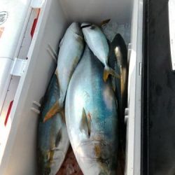 ファイヤードルフィン 釣果