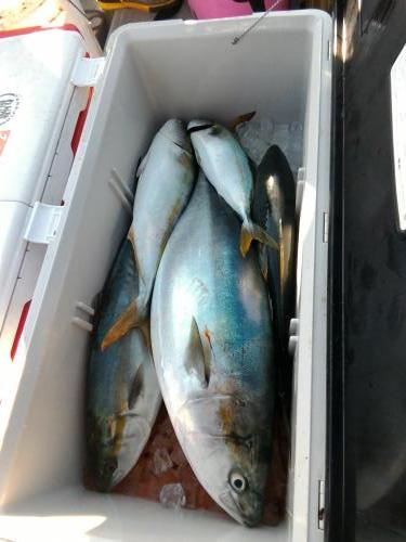 ファイヤードルフィン 釣果