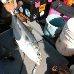 ファイヤードルフィン 釣果