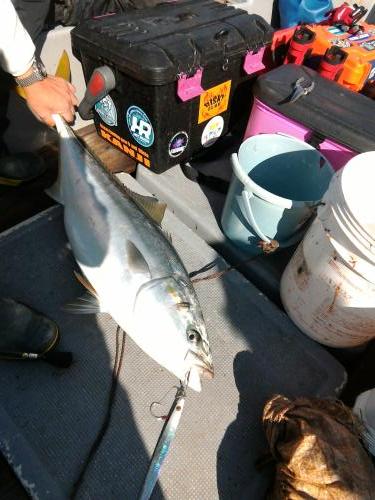 ファイヤードルフィン 釣果