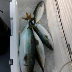 ファイヤードルフィン 釣果