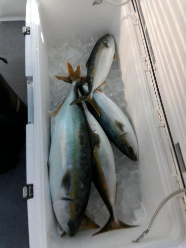 ファイヤードルフィン 釣果