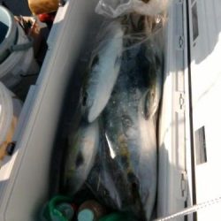 ファイヤードルフィン 釣果