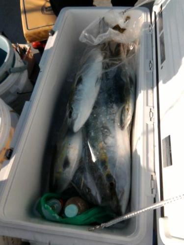 ファイヤードルフィン 釣果