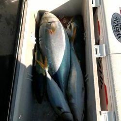 ファイヤードルフィン 釣果