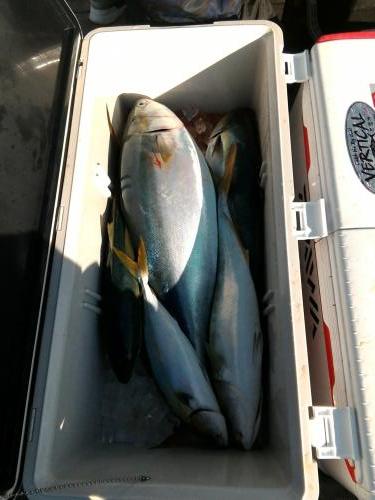 ファイヤードルフィン 釣果