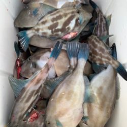 さんさん丸 釣果