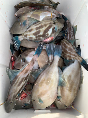 さんさん丸 釣果