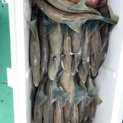 さんさん丸 釣果