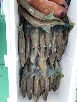 さんさん丸 釣果