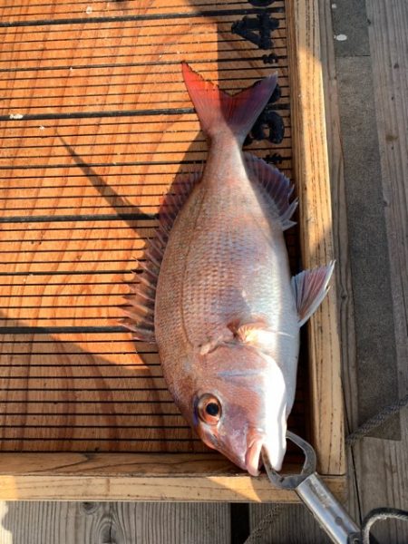 幸吉丸 釣果