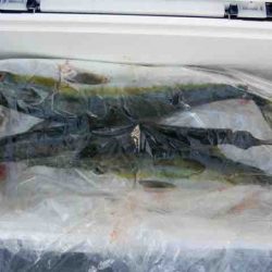 遊漁船 セトマリン 釣果