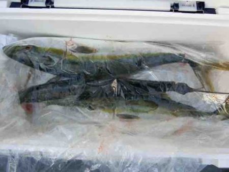 遊漁船 セトマリン 釣果