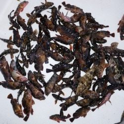 TOPGUN名古屋 釣果