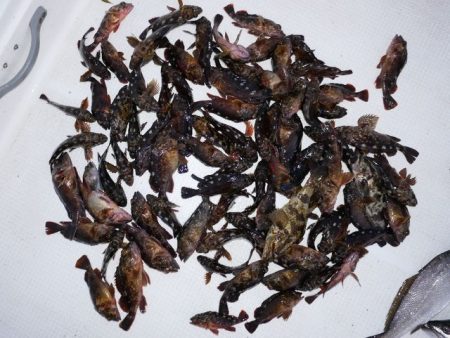 TOPGUN名古屋 釣果