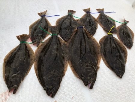 Magic（マジック） 釣果