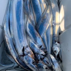 さんさん丸 釣果