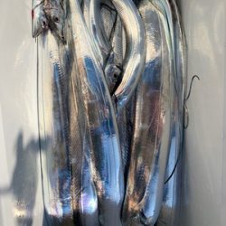 さんさん丸 釣果