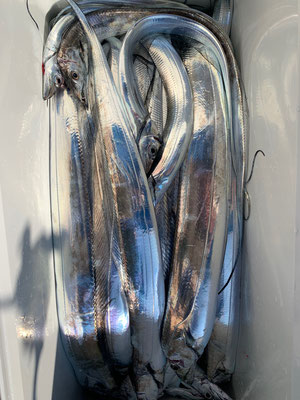 さんさん丸 釣果