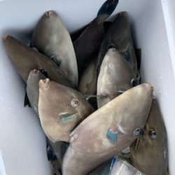 さんさん丸 釣果