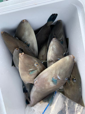 さんさん丸 釣果