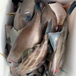 さんさん丸 釣果