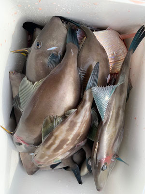 さんさん丸 釣果