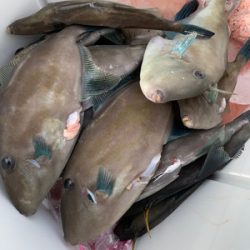 さんさん丸 釣果