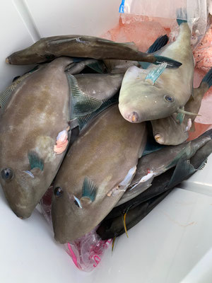 さんさん丸 釣果