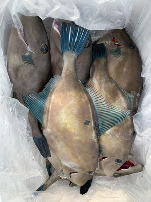 さんさん丸 釣果