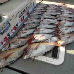 遊漁船 セトマリン 釣果