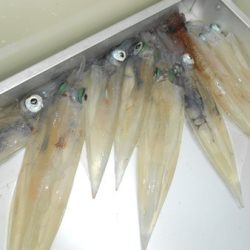 こうゆう丸 釣果