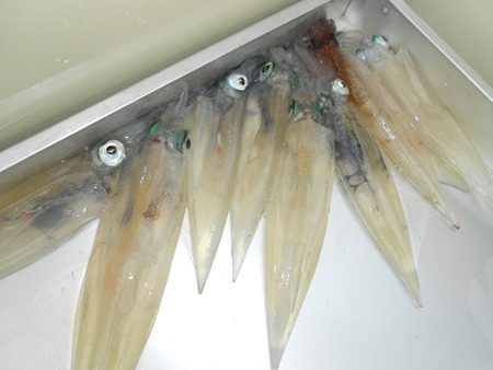 こうゆう丸 釣果