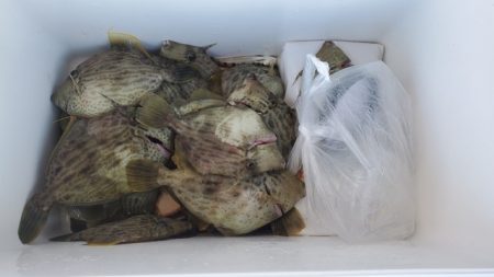 遊漁船 ニライカナイ 釣果