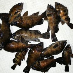 TOPGUN名古屋 釣果