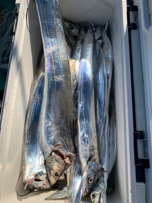 さんさん丸 釣果