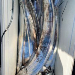 さんさん丸 釣果