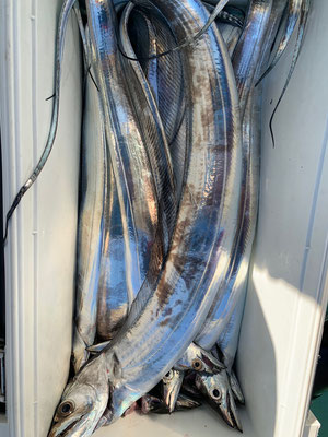 さんさん丸 釣果