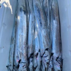 さんさん丸 釣果