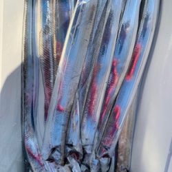 さんさん丸 釣果