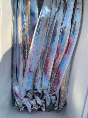 さんさん丸 釣果