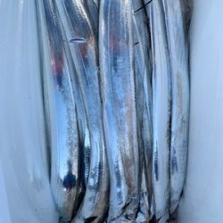 さんさん丸 釣果