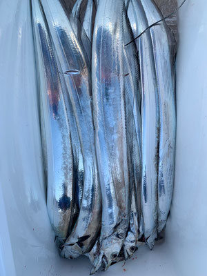 さんさん丸 釣果