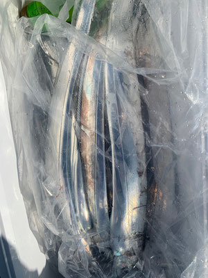 さんさん丸 釣果