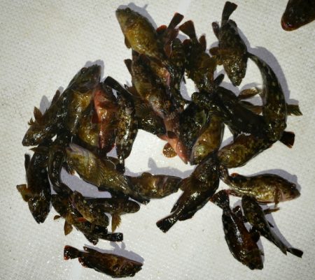 TOPGUN名古屋 釣果