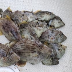 遊漁船　ニライカナイ 釣果