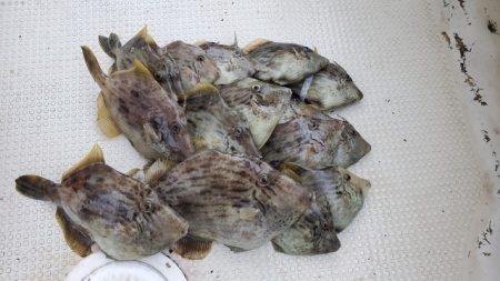 遊漁船　ニライカナイ 釣果