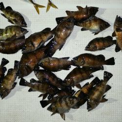 TOPGUN名古屋 釣果